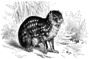 Paka (Coelogenys Paca)