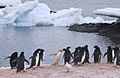 Penguins on Gourdin Island