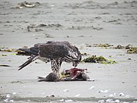 Peregrine Falcon eating bird on beach