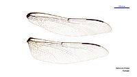 Petalura litorea female wings (34888500282)
