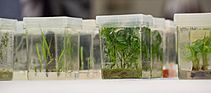 Plant tissue cultures, National Center for Genetic Resources Preservation, USDA