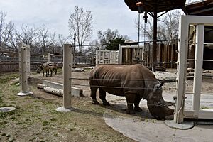 PrincessTheRhino