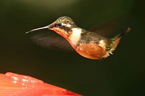 Purple-throated Woodstar (Calliphlox mitchellii)
