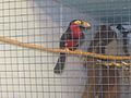 Rare bird at Lee Richardson Zoo, Garden City, KS IMG 5914