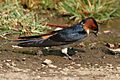 Red-rumped Swallow (Hirundo daurica) collecting mud for nest W IMG 7985