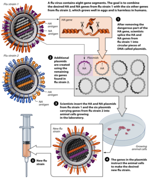 ReverseGeneticsFlu