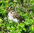 Savannah Sparrow, Newfoundland