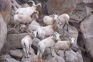 Sierra Nevada bighorn ewes and lambs.jpg