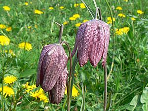Snake's head fritillary, North Meadow National Nature Reserve, Cricklade - geograph.org.uk - 417022.jpg