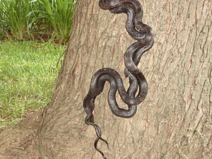 Snakes