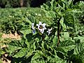 Solanum tuberosum Peruanische Blaue (03).jpg