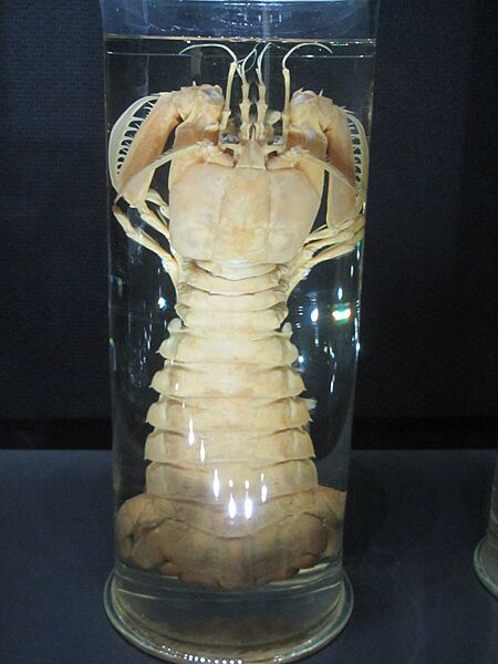 Specimen of Bathysquilla crassispinosa