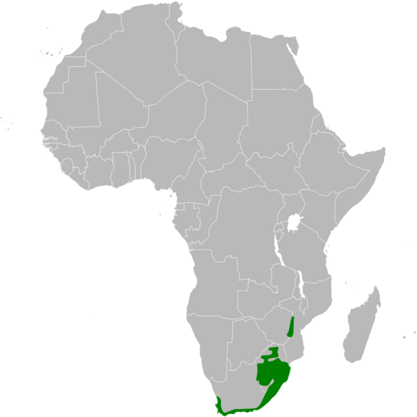 Sphenoeacus afer distribution map