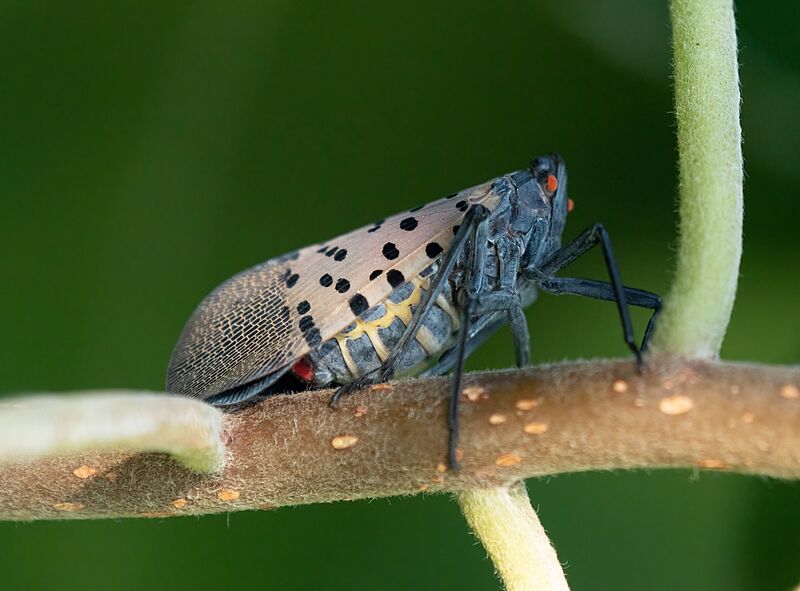 Spotted lanternfly in BBG (42982)