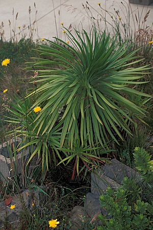Starr 980630-1521 Argyroxiphium grayanum