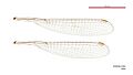 Synlestes selysi male wings (34631108751)