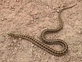Thamnophis scalaris