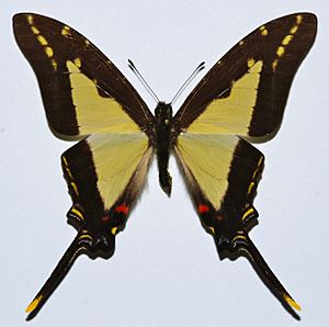 Thick-bordered Kite Swallowtail (Protographium dioxippus lacandones) (8421164800).jpg