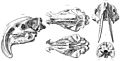 Thylacosmilus atrox holotype skull