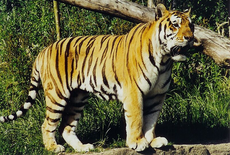 Tiger