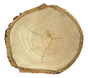 Tilia tomentosa coupe MHNT