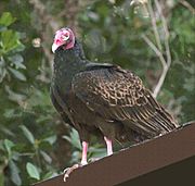 Turkey Vulture Everglades