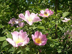 Vadrózsa ( Rosa canina)