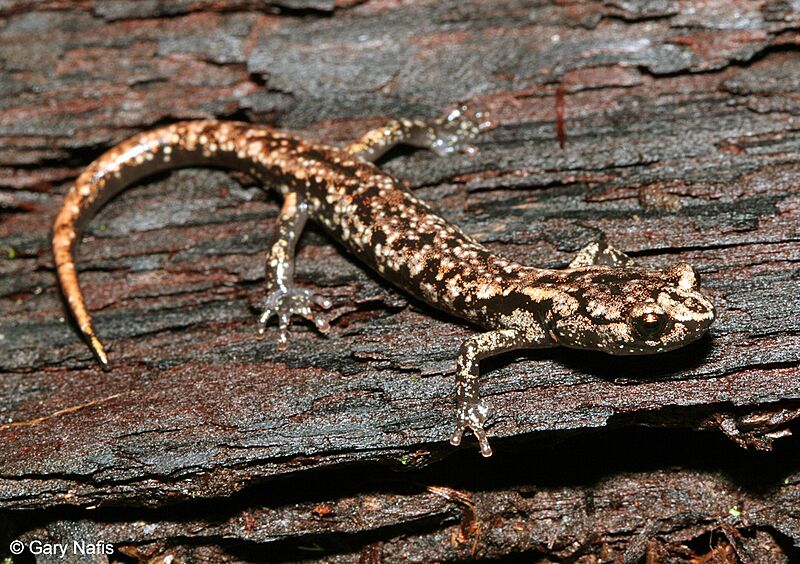 Wandering Salamander (Aneides vagrans) Sub-adult
