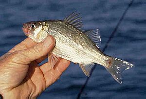 White perch GLERL