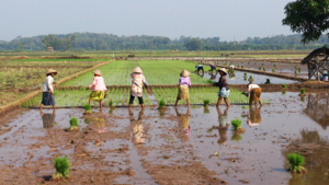 Working at aaddy rice field without a footwear, is a risk factor for leptospirosis
