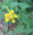 Geum aleppicum, yellow avens, Peninsula State Park