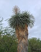 Yucca rostrata (beaked yucca) at the Desert Botanical Garden