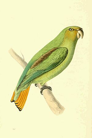 Zoological Illustrations Volume III Plate 141.jpg