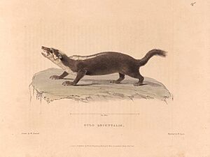 Zoological researches in Java, and the neighbouring islands BHL47293022.jpg