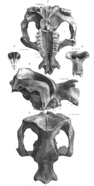 Zygomaturus skull