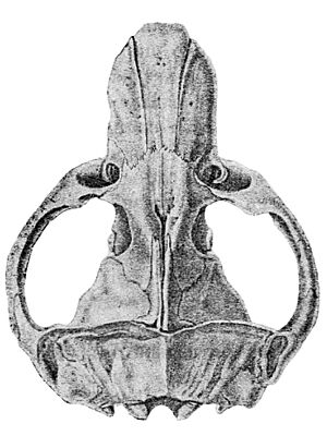 Череп Spalax giganteus, вид сверху