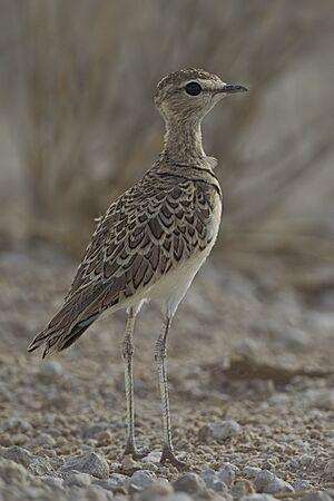 2012-double-banded-courser.jpg