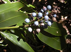 Alpinia caerulea fruit.jpg