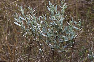 Ambrosia cheiranthifolia.jpg