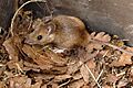 Apodemus.flavicollis