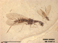 Archiinocellia protomaculata holotype NMNH-USNM PAL 569865 img1
