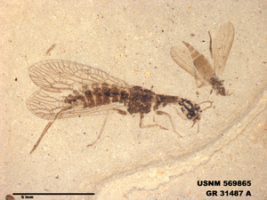 Archiinocellia protomaculata holotype NMNH-USNM PAL 569865 img1.tif