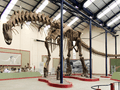 Argentinosaurus skeleton, PLoS ONE
