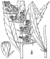 Artemisia serrata BB-1913