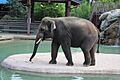 Asian Elephant Denver Zoo June 2020