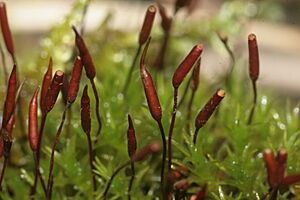 Barbula spadicea (Sporenkapseln) IMG 0434