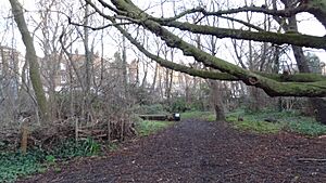 Barnsbury Wood 3