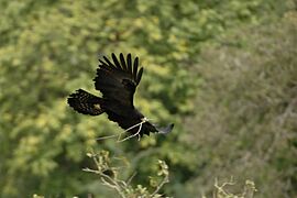 Black eagle 6