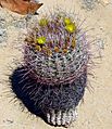 Blooming Barrel Cactus
