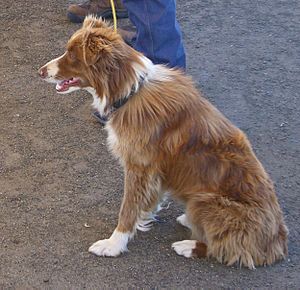 Border Collie red